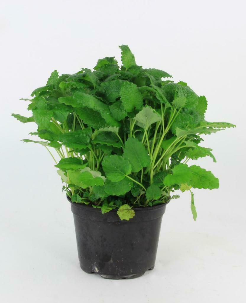 Bio citroenmelisse kruiden plant in pot., Ophalen, Vaste plant, Kruiden, Volle zon