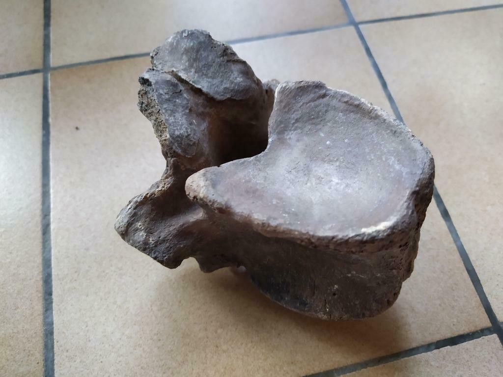 Vertebre de bison fossile, Enlèvement ou Envoi, Fossile