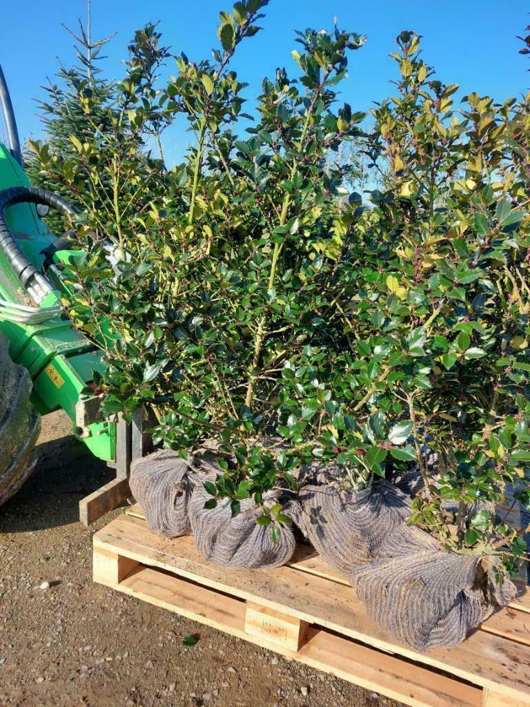 Du houx variété Prince bleu / princesse bleue / ange bleu, Jardin & Terrasse, Enlèvement, Houx, Haie, Moins de 100 cm