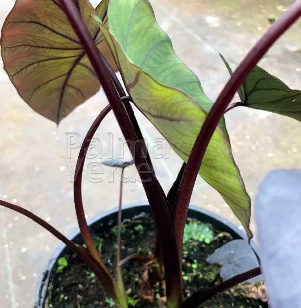 Verschillende soorten colocasia, Tuin en Terras, Planten | Tuinplanten, Vaste plant, Volle zon, Zomer, Ophalen