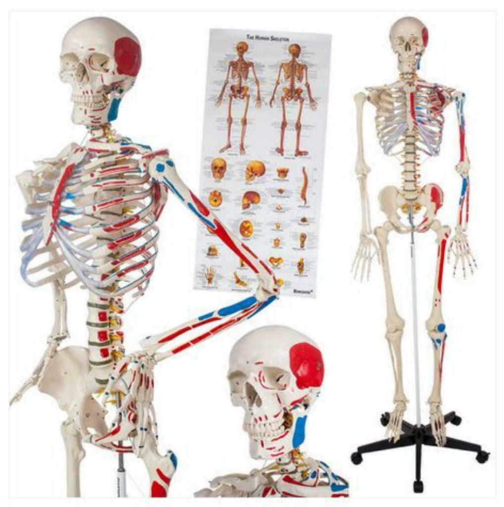 Professioneel Genummerd Menselijk Anatomiemodel Skelet!, Ophalen of Verzenden, Nieuw