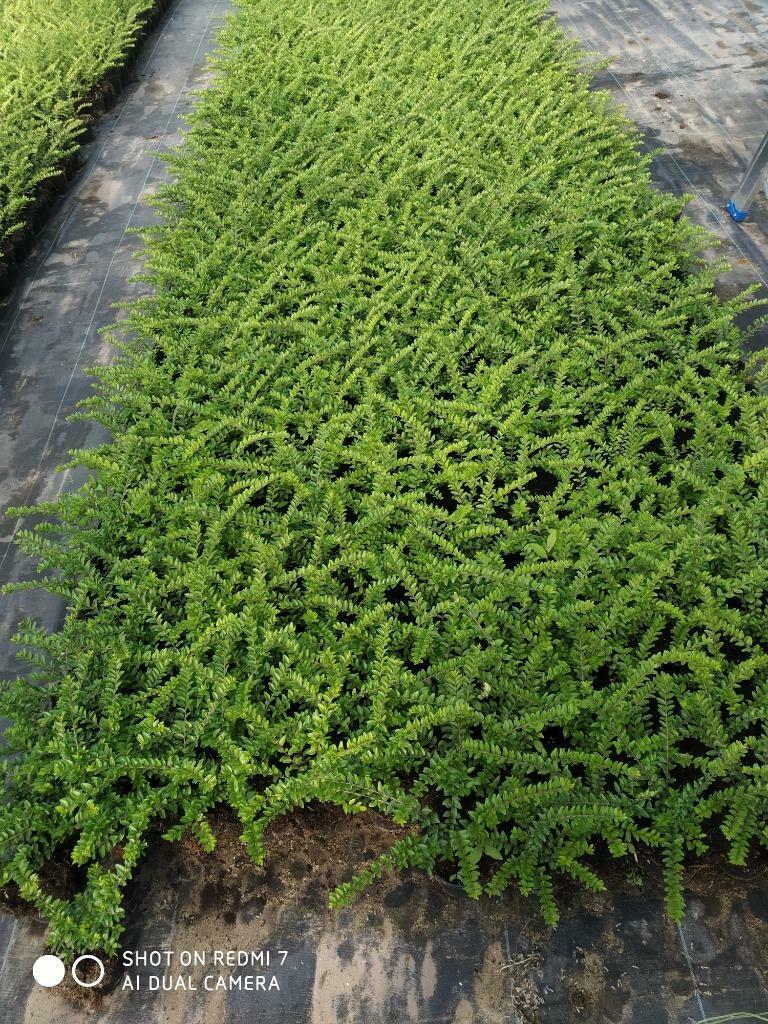 lonicera nitida maigrun, Tuin en Terras, Planten | Bomen, Ophalen, Minder dan 100 cm