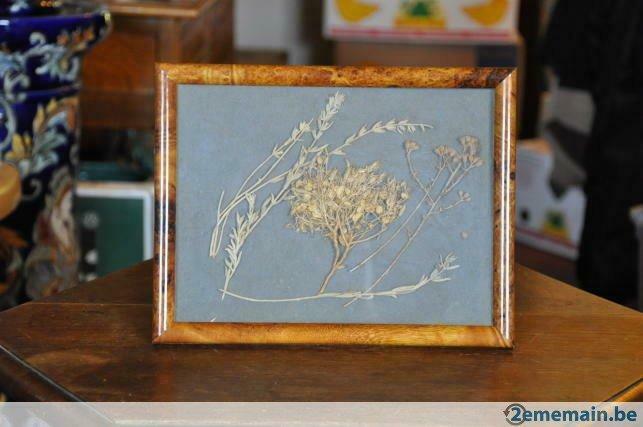 herbier plante du sinaï dans cadre vitré, Enlèvement ou Envoi