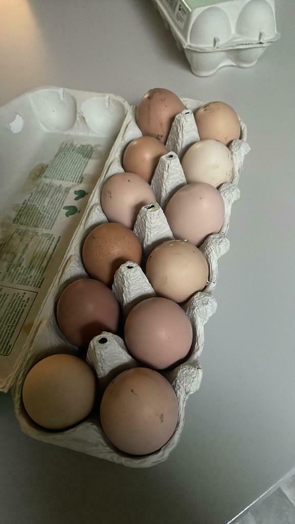 Œufs frais bio - poules heureuses 6 pour 2.5€ et 12 pour 5€, Divers, Produits alimentaires