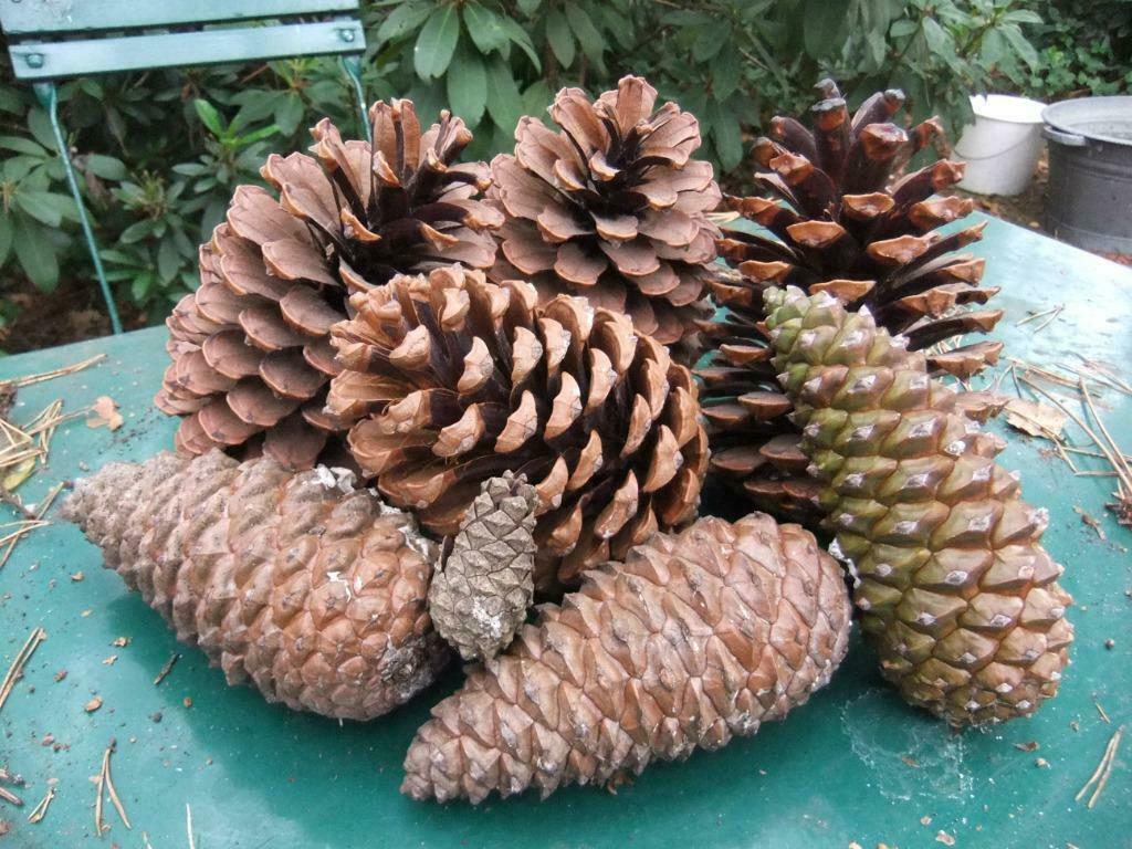 Zeer mooie heel dikke dennenappels 18 cm hoogte, Ophalen