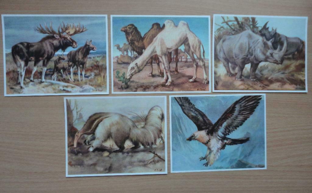 images chromos artis animaux III série 42 complète (16 à 30), Collections, Enlèvement ou Envoi