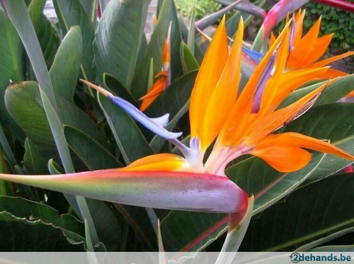 paradijsvogelbloem (Strelitzia reginae), Tuin en Terras, Ophalen, Zomer, Vaste plant, Volle zon