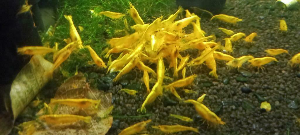 YELLOW FIRE NEON backline  garnalen (neocaridina), Dieren en Toebehoren, Vissen | Aquariumvissen, Kreeft, Krab of Garnaal, Zoetwatervis