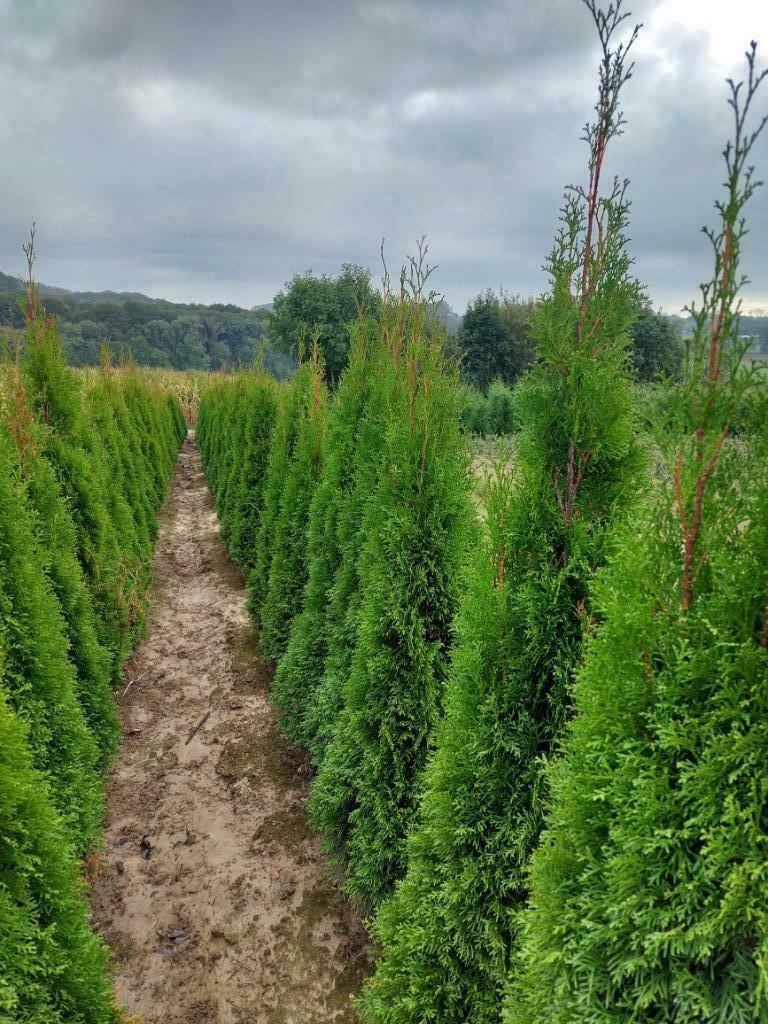 Conifeer/Spar: thuja Smaragd (groene levensboom), Ophalen, Conifeer, Haag, 100 tot 250 cm