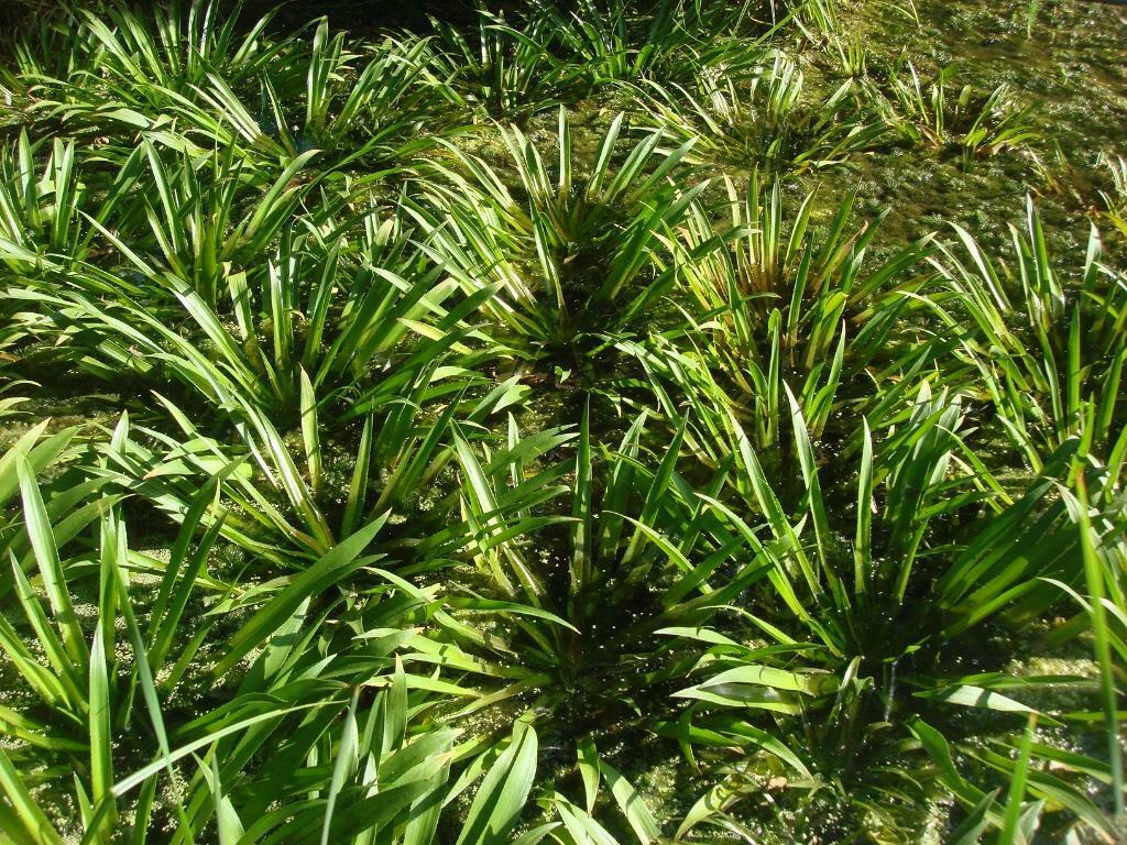 KRABBESCHEER, Ophalen, Gebruikt