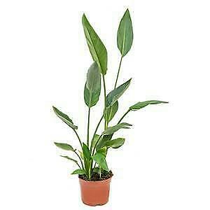 strelitzia reginea, Tuin en Terras, Ophalen of Verzenden