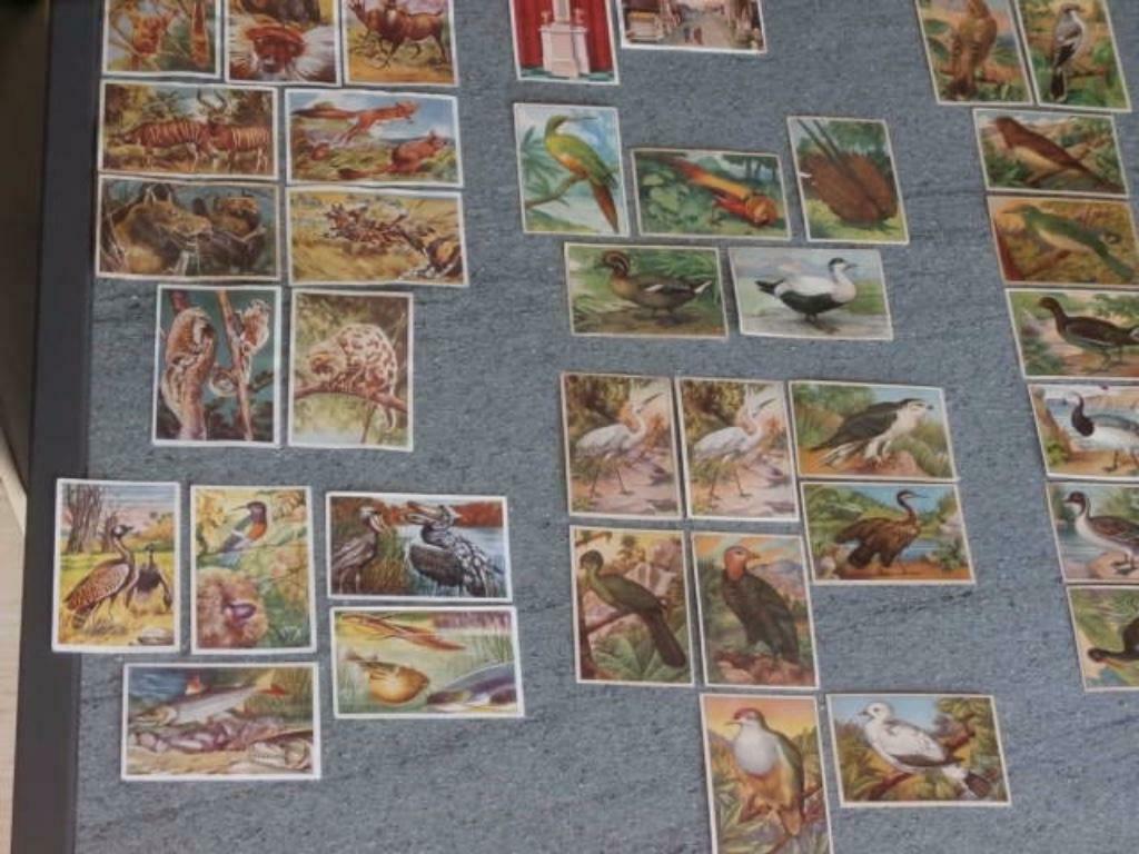 Chromos Chicory (38 chromos), Collections, Enlèvement ou Envoi, Utilisé, Animal, Gravure