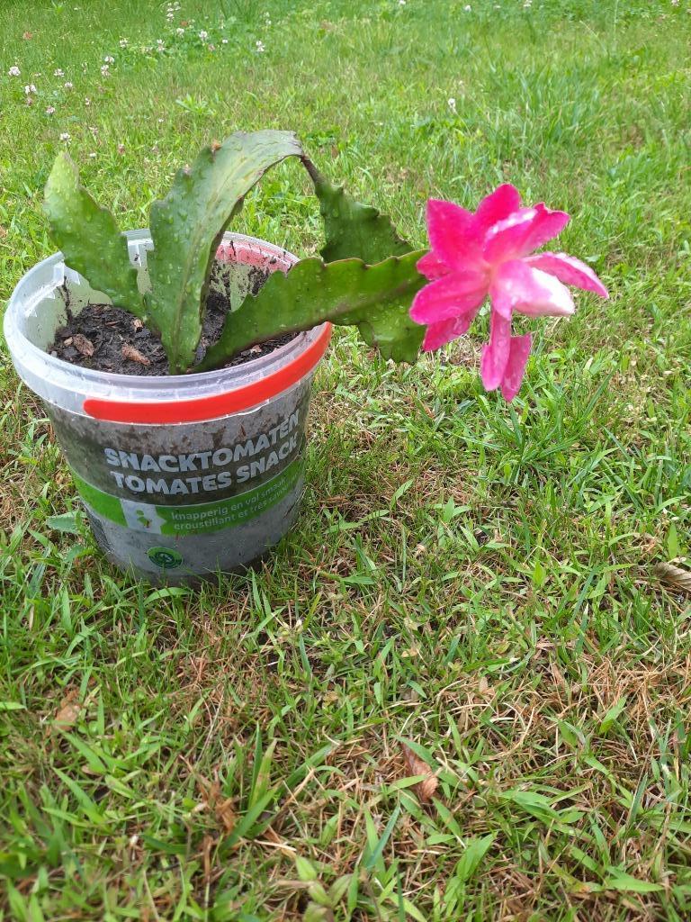 Vetplant veelbloeier Disocactus phyllanthoides, Maison & Meubles, Plantes d'intérieur, Plante succulente, Plante à fleurs, Moins de 100 cm