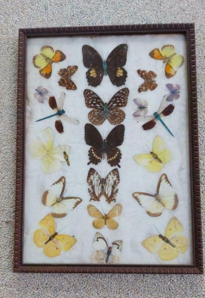 Kader met vlinders, Verzamelen, Ophalen of Verzenden