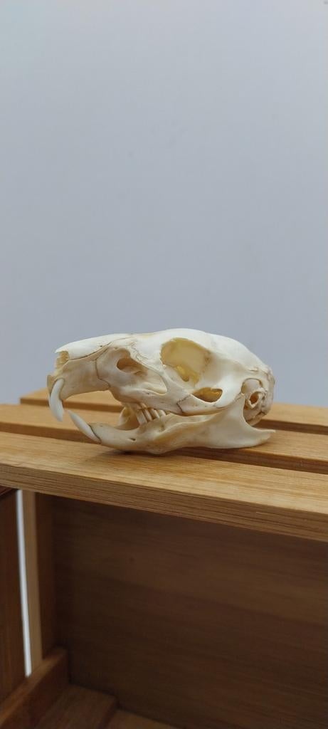 Rariteitenkabinet van cavia schedel, Ophalen of Verzenden, Schedel