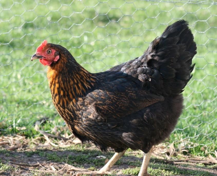 Legkippen jonge hennen ruime keuze beschikbaar, Dieren en Toebehoren, Pluimvee, Vrouwelijk, Kip