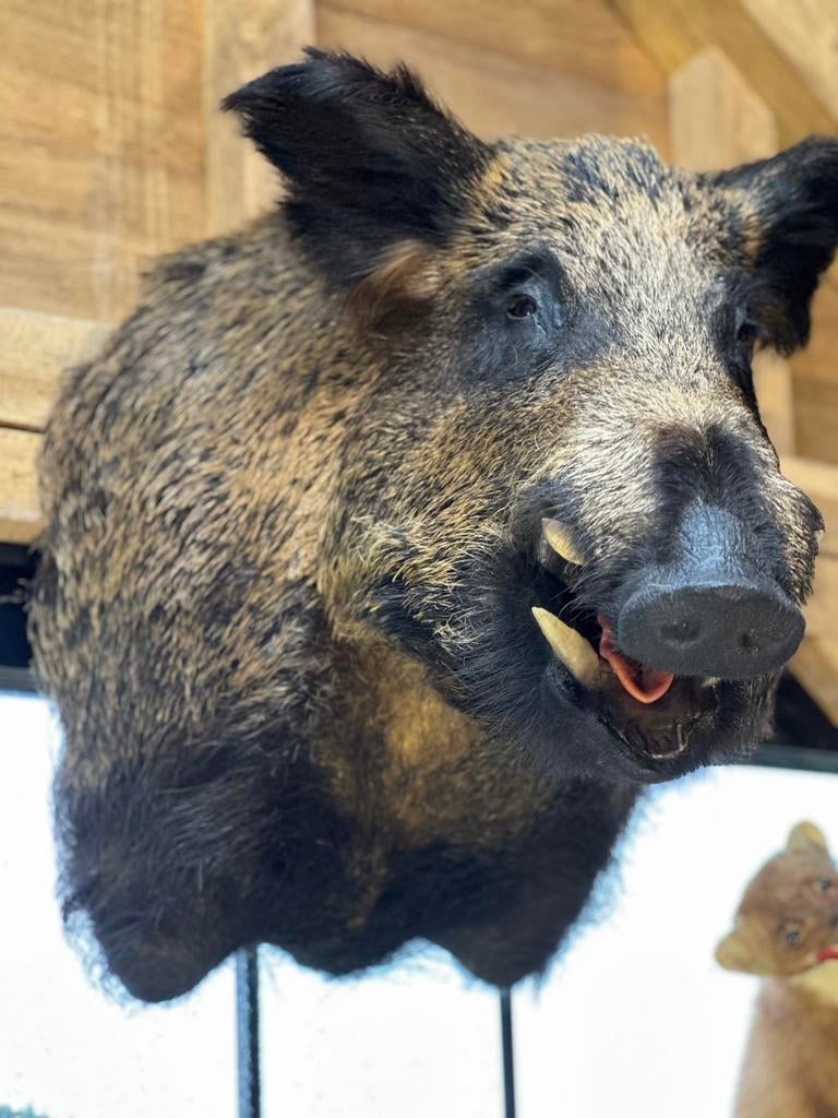 Everzwijn kop opgezette, Ophalen