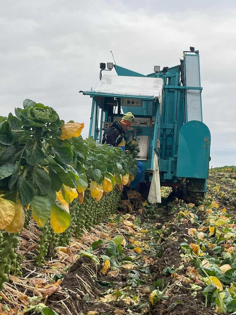 Spruitenplukker DEMAN, Ophalen, Akkerbouw, Oogstmachine