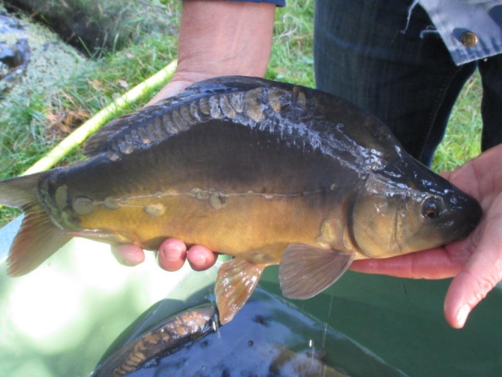 spiegelkarpers van 35/50 cm vanaf slechts 15 €/st., Dieren en Toebehoren, Vissen | Vijvervissen, Karper of Koi
