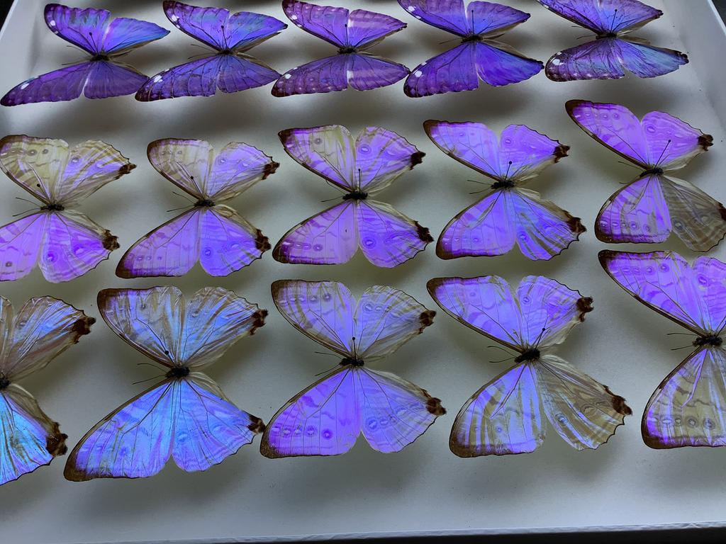 Spectaculaire MORPHO vlinders, Ophalen of Verzenden