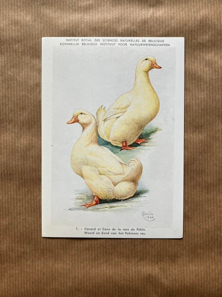 Eenden en Ganzen Kweekrassen - Reeks 1, Ophalen of Verzenden, Ongelopen, Vogel