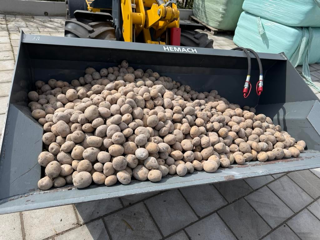 Pootaardappelen, Tuin en Terras, Planten | Fruitbomen, Ophalen