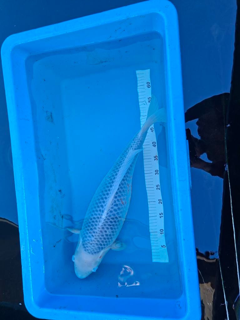 Japanse koi Asagi, Dieren en Toebehoren, Karper of Koi