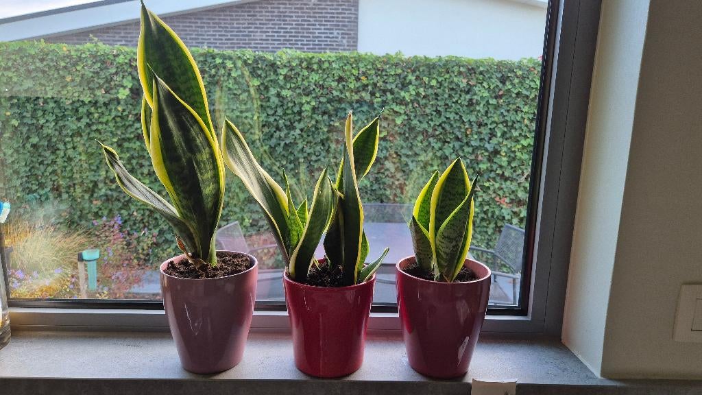 Sanseveria en pot/plante à langue femelle, Enlèvement, En pot