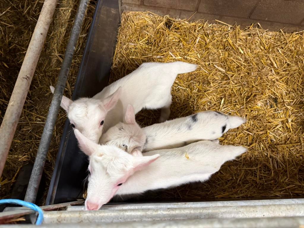 Fleslammeren witte melkgeit, Dieren en Toebehoren, Schapen, Geiten en Varkens