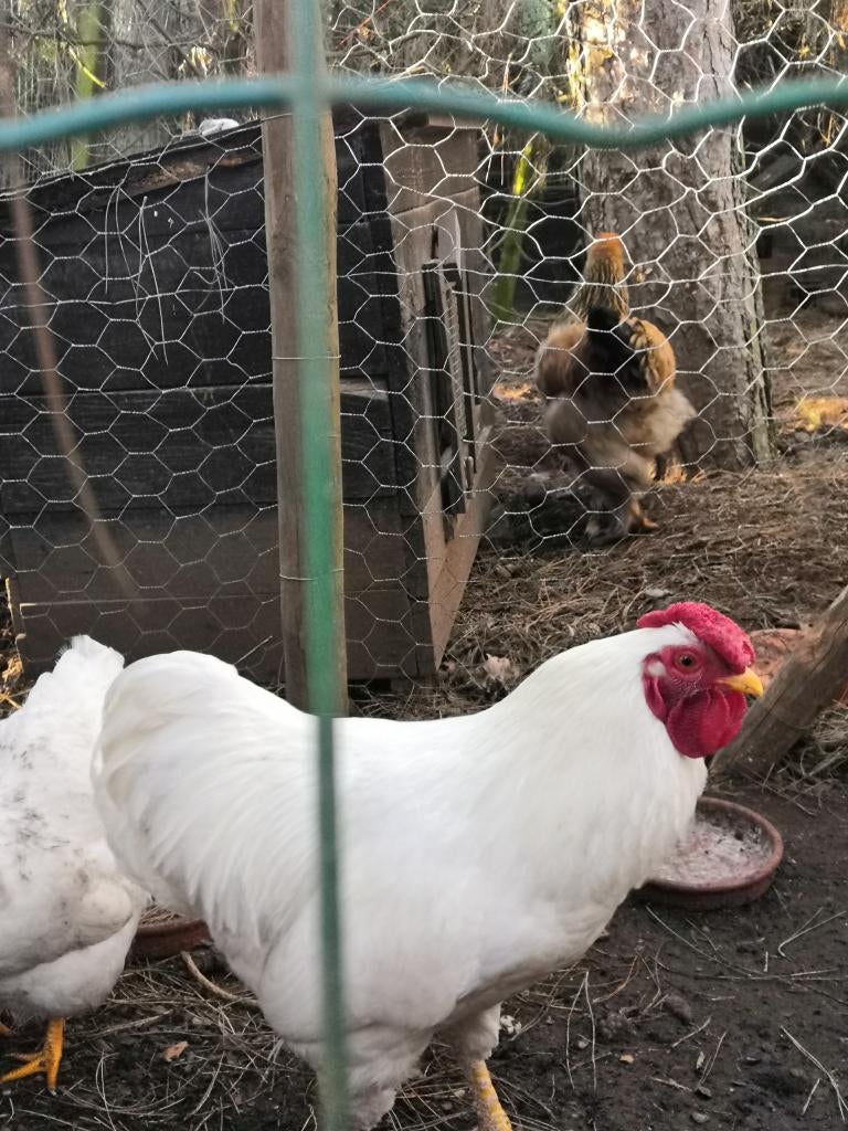 broedeieren wyandotte, Dieren en Toebehoren