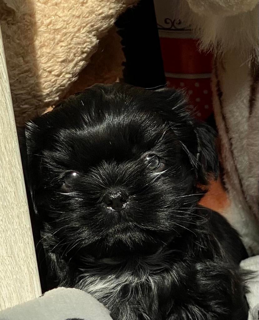 Shihtzu puppy’s, Parvo, België, 8 tot 15 weken, Meerdere