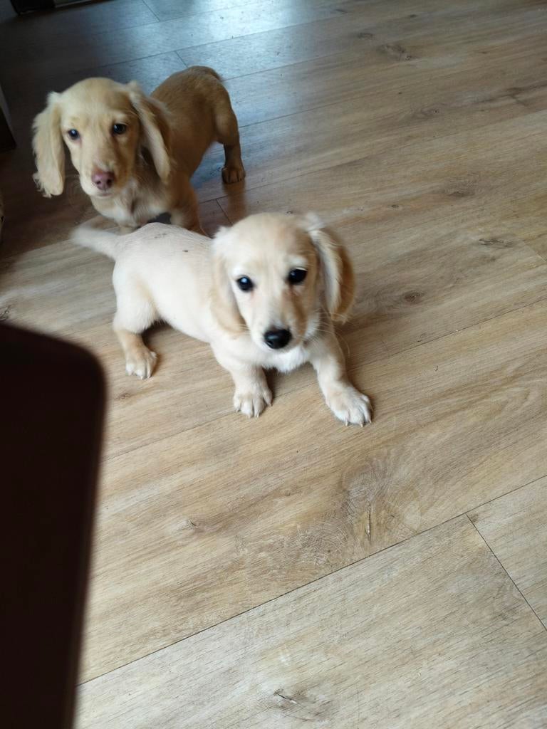 Prachtige langharige teckel pups, Dieren en Toebehoren, Honden | Teckels en Dashonden, België, Parvo, 8 tot 15 weken, Dwerg