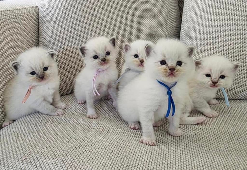 Ragdoll-kittens, Dieren en Toebehoren, Katten en Kittens | Raskatten | Langhaar, Meerdere dieren, 0 tot 2 jaar, Gechipt, Ontwormd