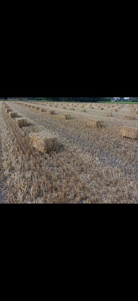 Kleine balen stro, Enlèvement