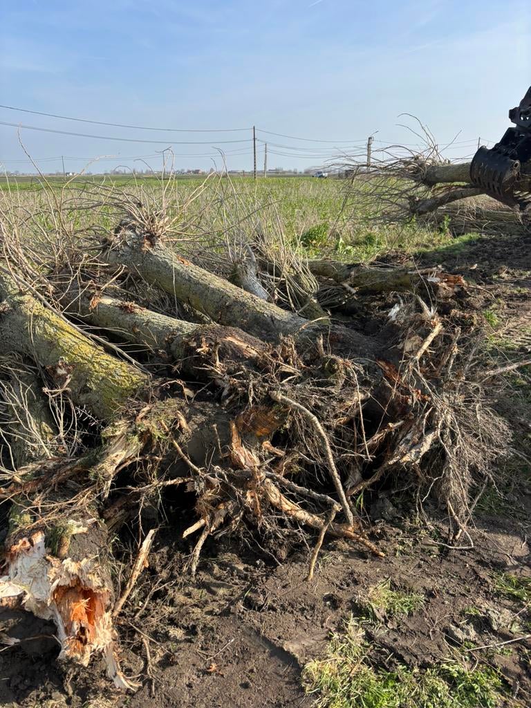 Brandhout, 6 m³ ou plus, Enlèvement, Autres essences de bois, Troncs d'arbres
