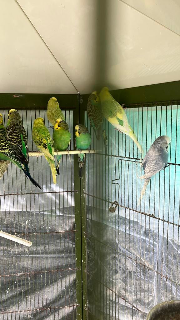 GEEL/GROENE KWEEKKOPPELS GRASPARKIETEN VANAF 20 EURO/KOPPEL, Dieren en Toebehoren, Meerdere dieren, Parkiet