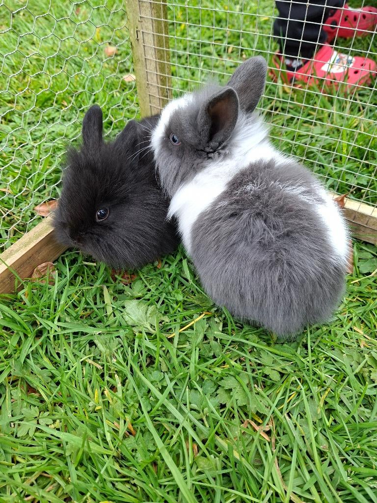 Dwergkonijn leeuwenkopjes, Dieren en Toebehoren, Konijnen, Meerdere dieren, Dwerg, 0 tot 2 jaar
