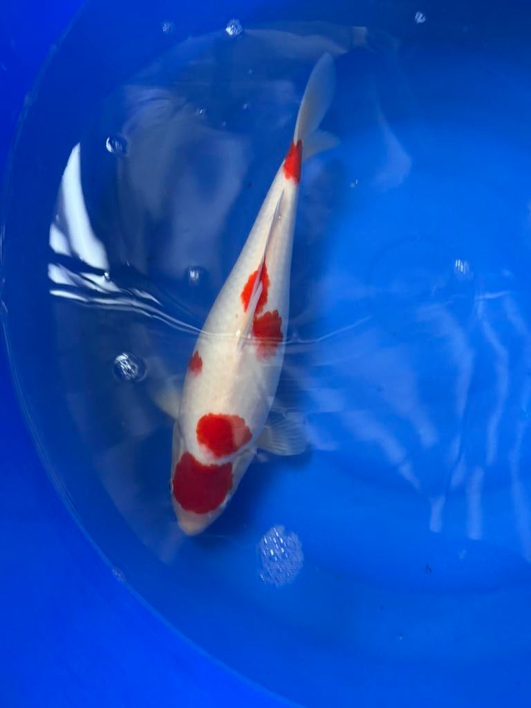 Japanse koi te koop, Dieren en Toebehoren