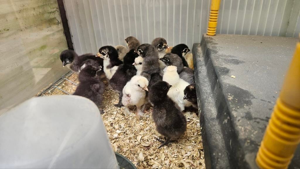 Kuikens 3 dagen. Marans en Groenleggers