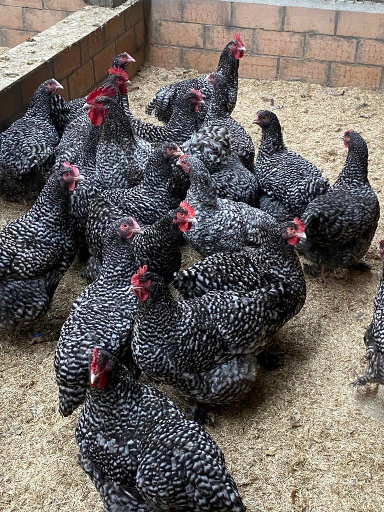 Mechelse koekoek en sierkippen