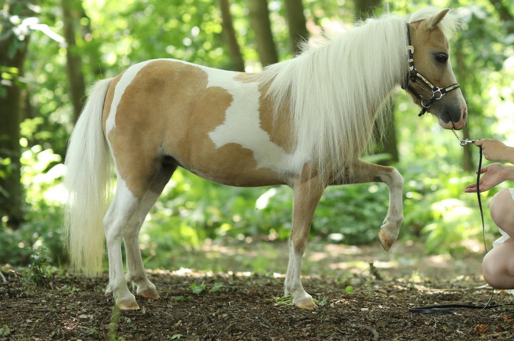 Amerikaanse miniatuurpaardjes, Dieren en Toebehoren, Pony's