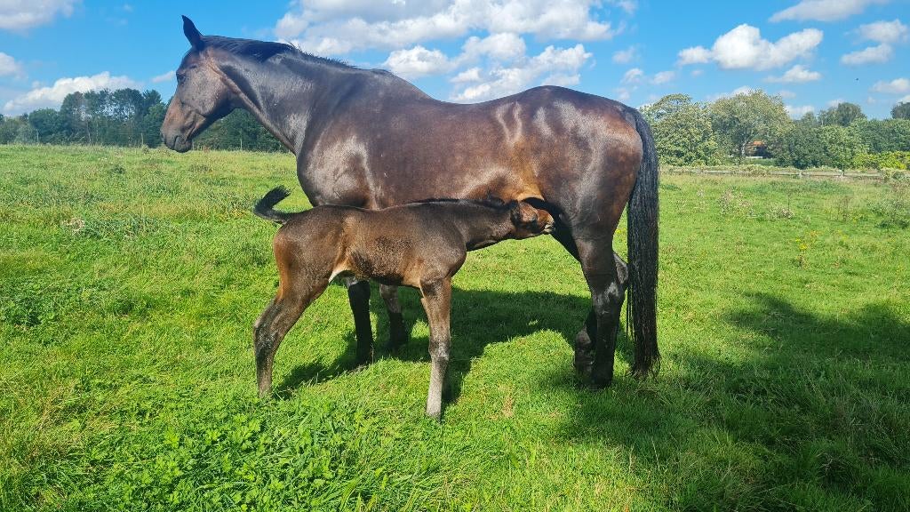 Drachtige fokmerrie, Jument