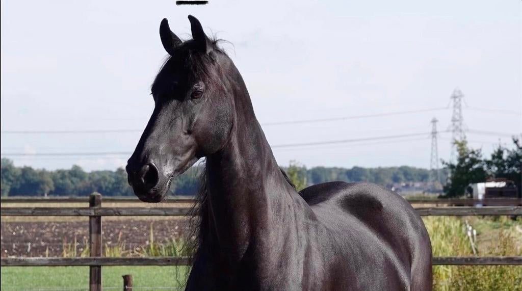 Fries, Dieren en Toebehoren, Paarden, Merrie, Met stamboom, Z, Dressuurpaard