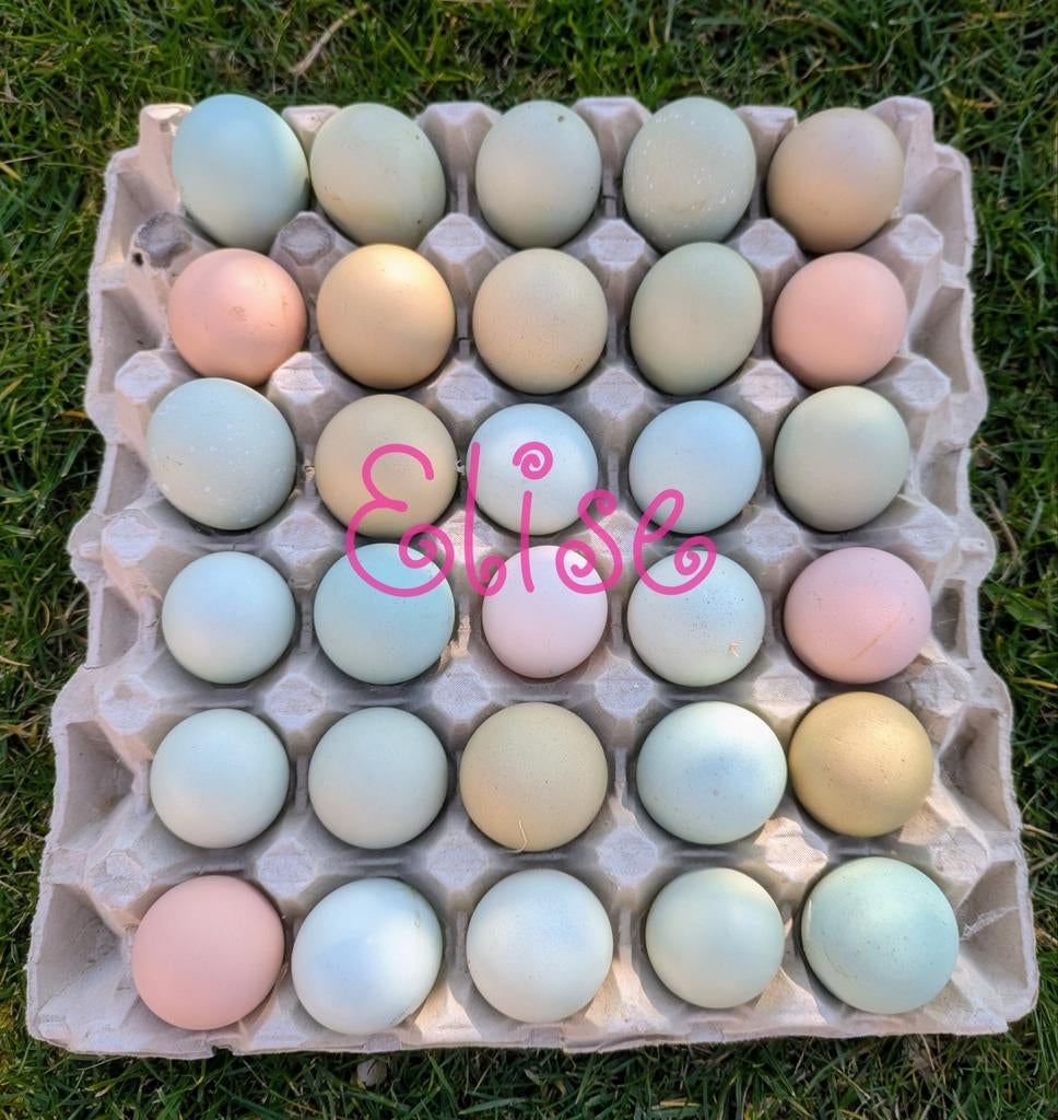 Broedeieren easter eggers kleurleggers olijfleggers kippen, Dieren en Toebehoren, Pluimvee, Kip