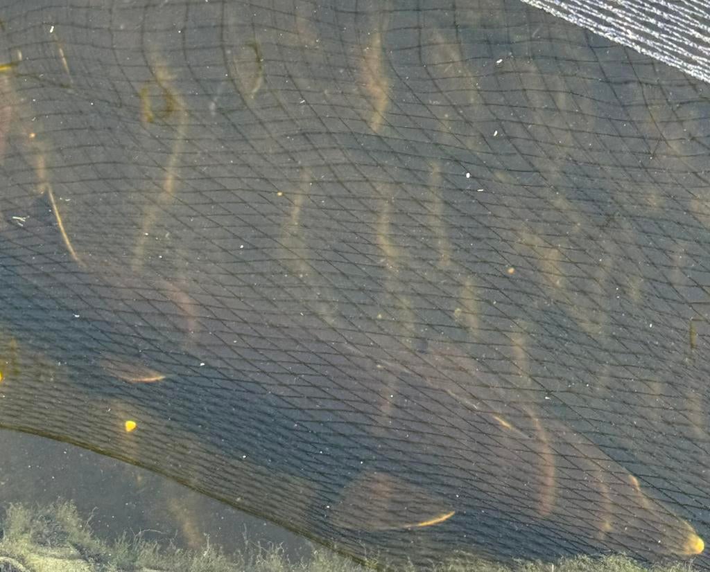 Siberische steur 1m, Dieren en Toebehoren, Vissen | Vijvervissen, Steur