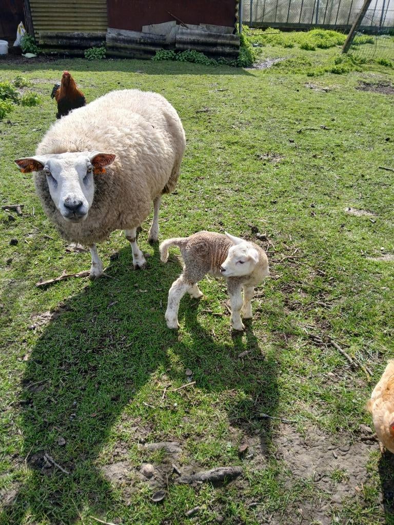 2 ooi met lam, Dieren en Toebehoren, Schapen, Geiten en Varkens