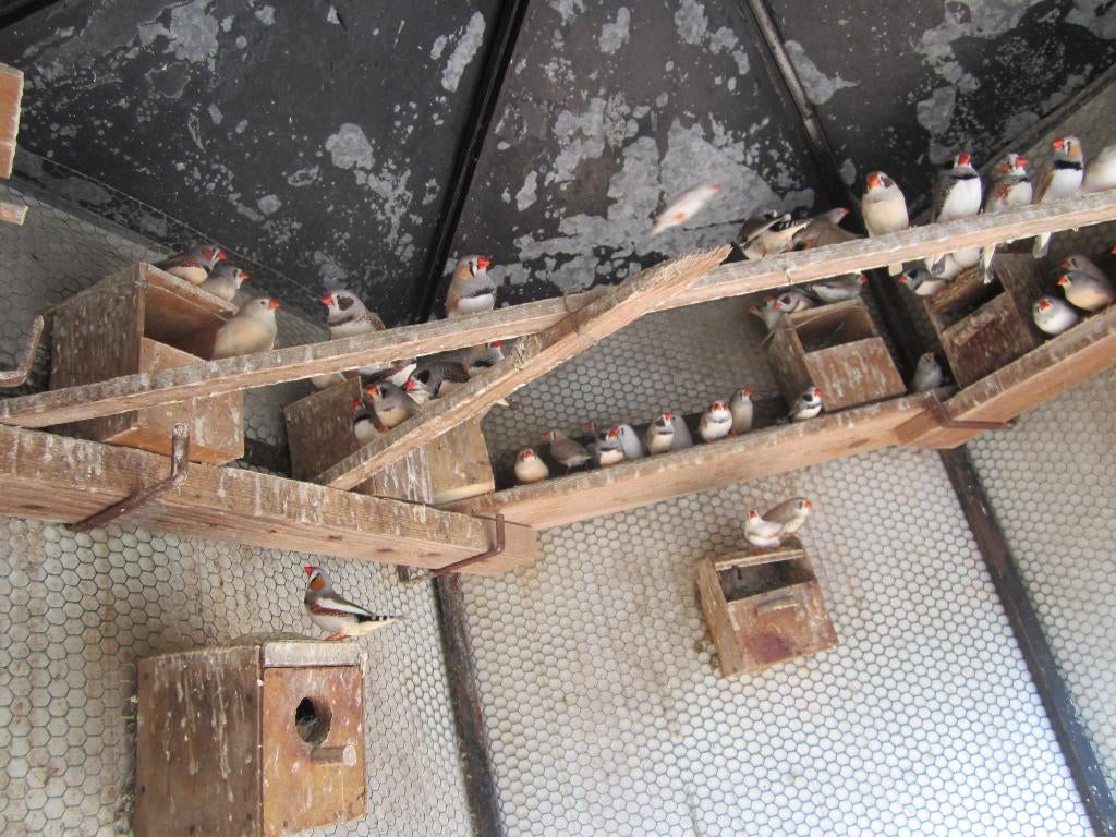 Mooie zebravinken uit buiten violier, Dieren en Toebehoren, Vogels | Overige Vogels, Meerdere dieren, Tropenvogel