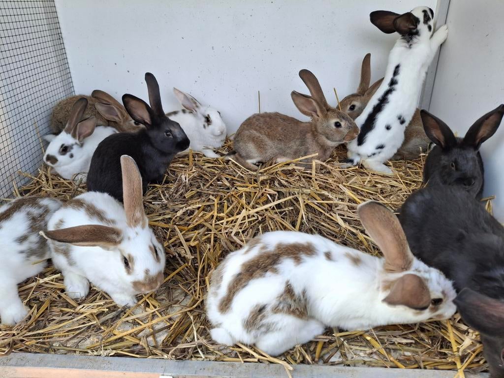 Jeunes lapins, Animaux & Accessoires, Plusieurs animaux, Grand, 0 à 2 ans