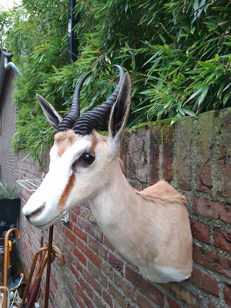 Opgezette kop springbok taxidermie afrika schedel hert gewei, Ophalen, Wild dier, Gewei of Kop