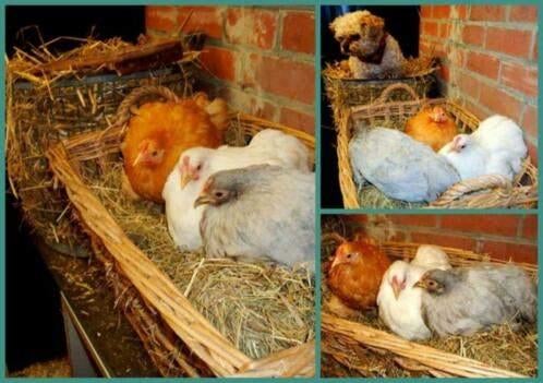 Cochin kriel kuikens kuikentjes in vele kleuren hennetjes, Dieren en Toebehoren, Vrouwelijk, Kip